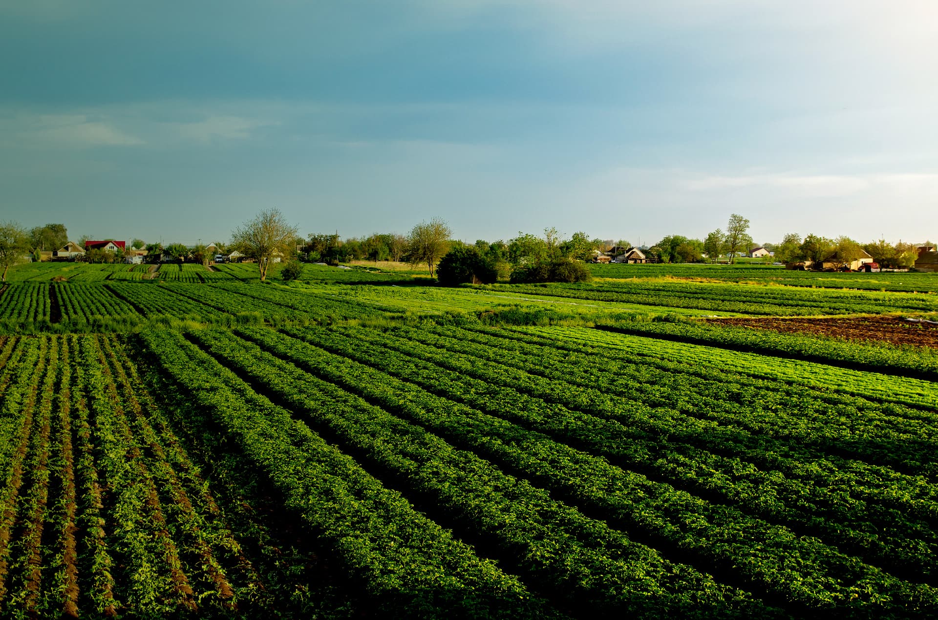 MIKUSU INDIA: Pioneering Agro-Chemical Solutions Across India