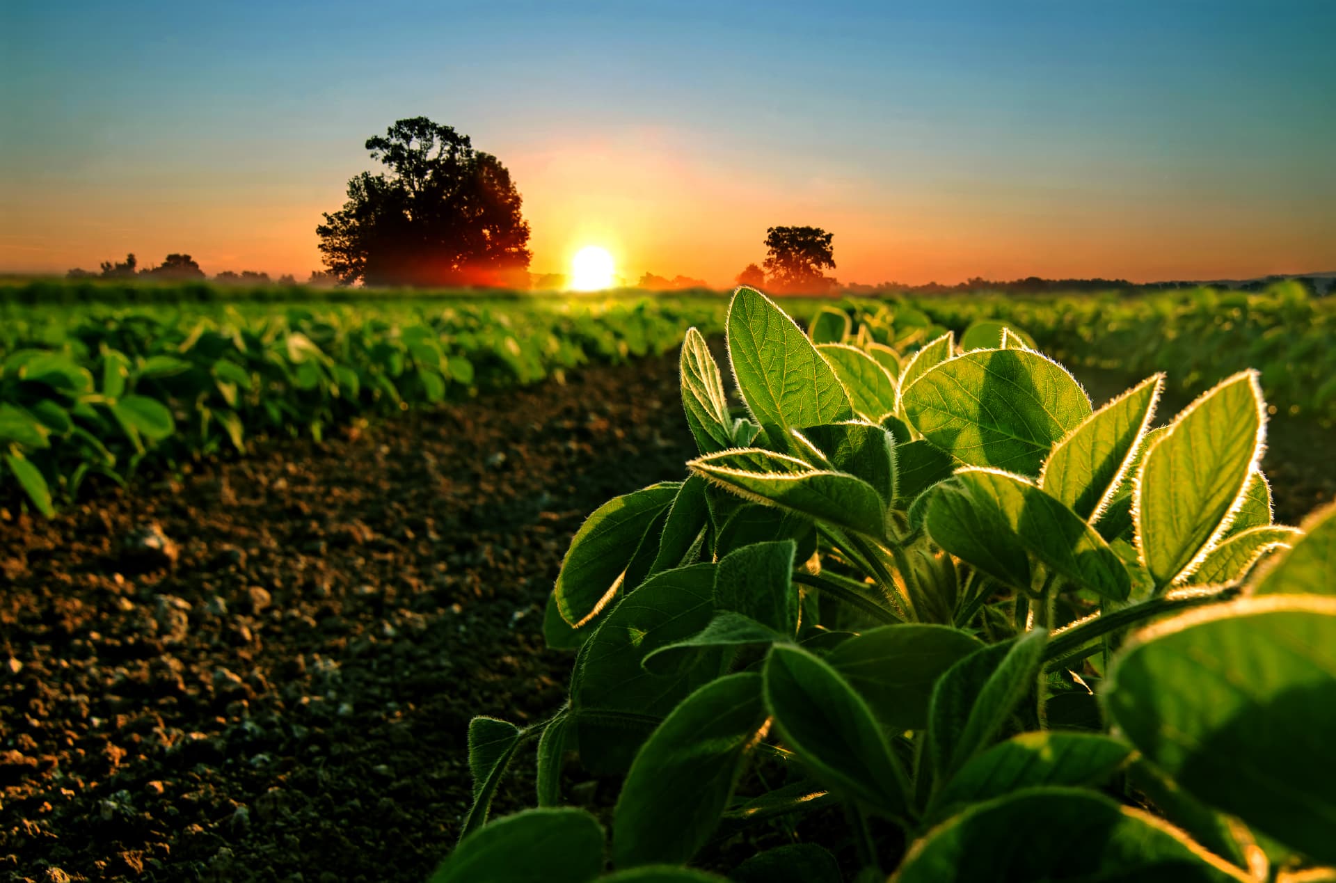 MIKUSU INDIA: Pioneering Agro-Chemical Solutions Across India