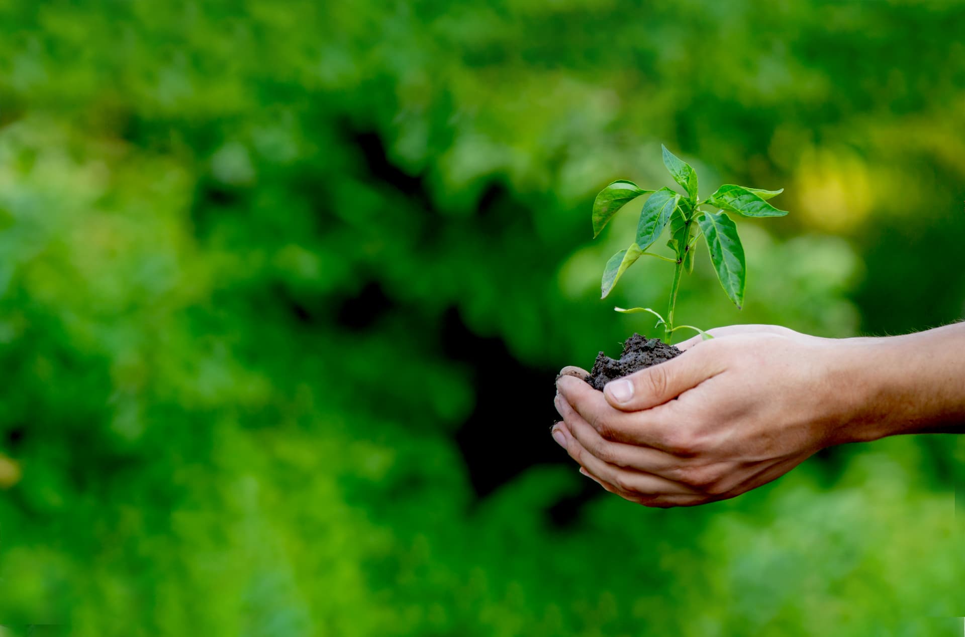 MIKUSU INDIA: Pioneering Agro-Chemical Solutions Across India